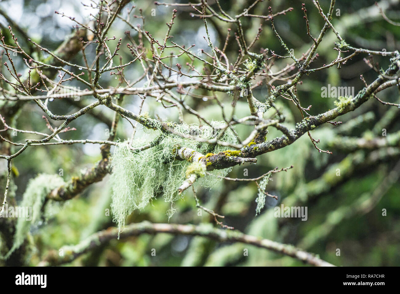 Usnea subfloridana lichen g su alberi in inverno Foto Stock