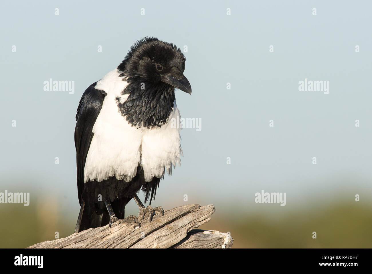 Pied Crowe contro il cielo blu Foto Stock