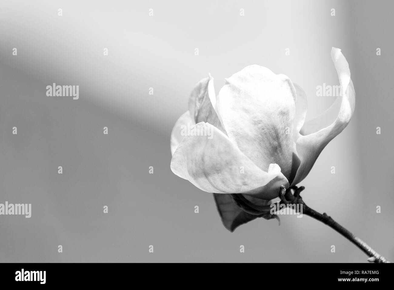 Fiore di Magnolia fioritura su sfondo sfocato. La tenerezza, il profumo, la freschezza. Bloom, blossom, fioritura. Stagione Primavera concetto Natura Ambiente bellezza spazio copia Foto Stock
