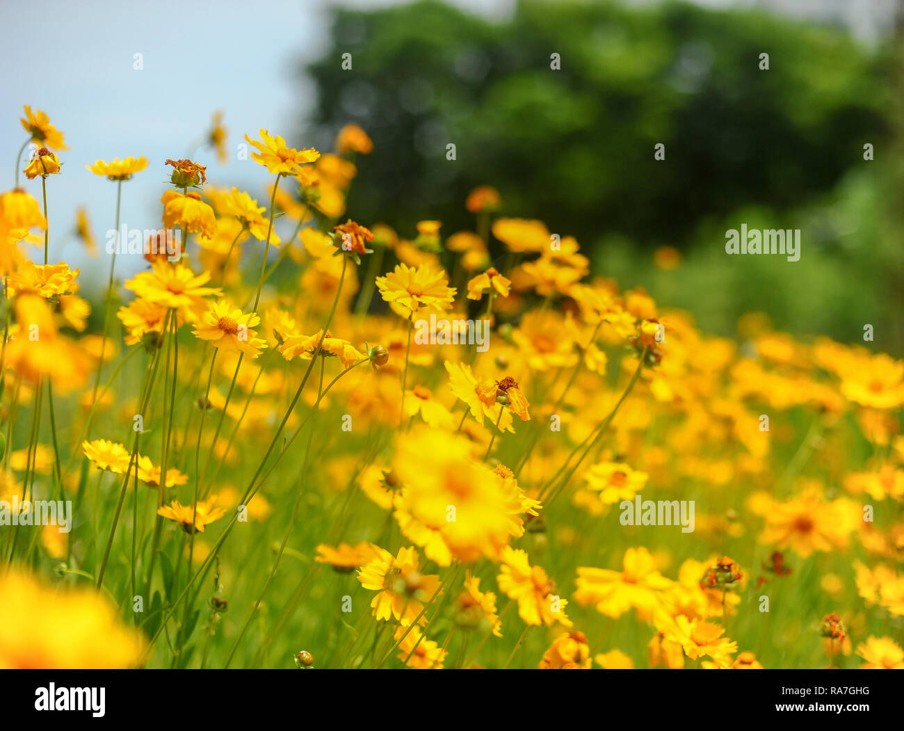 Bellissimo campo calendula nel giardino Foto Stock