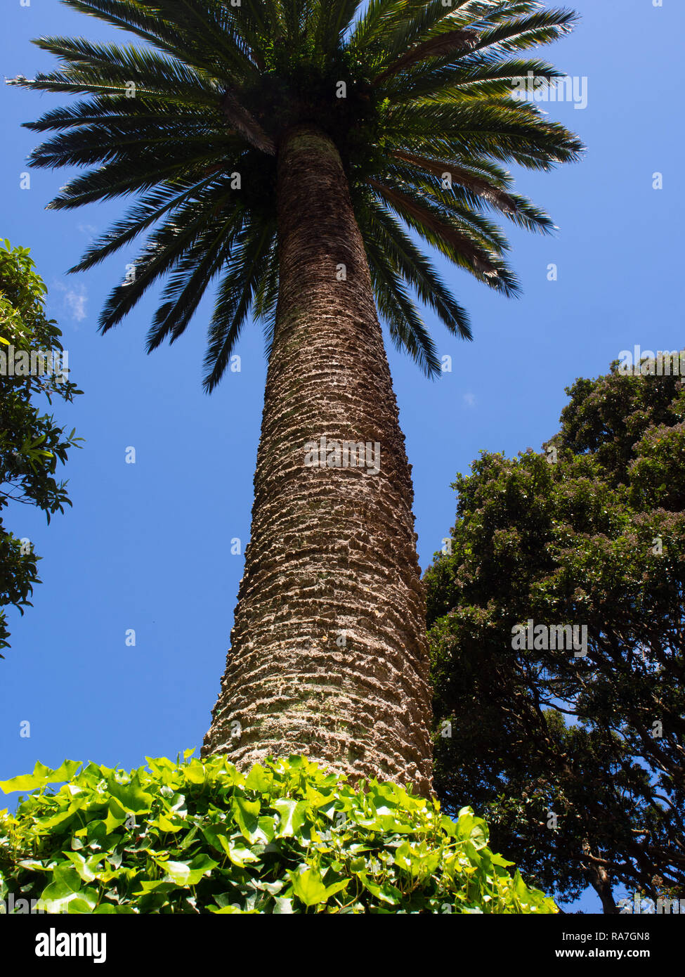 Alte palme viste dal basso contro un cielo azzurro e limpido, circondate da un lussureggiante verde vegetale in un giardino tropicale Foto Stock