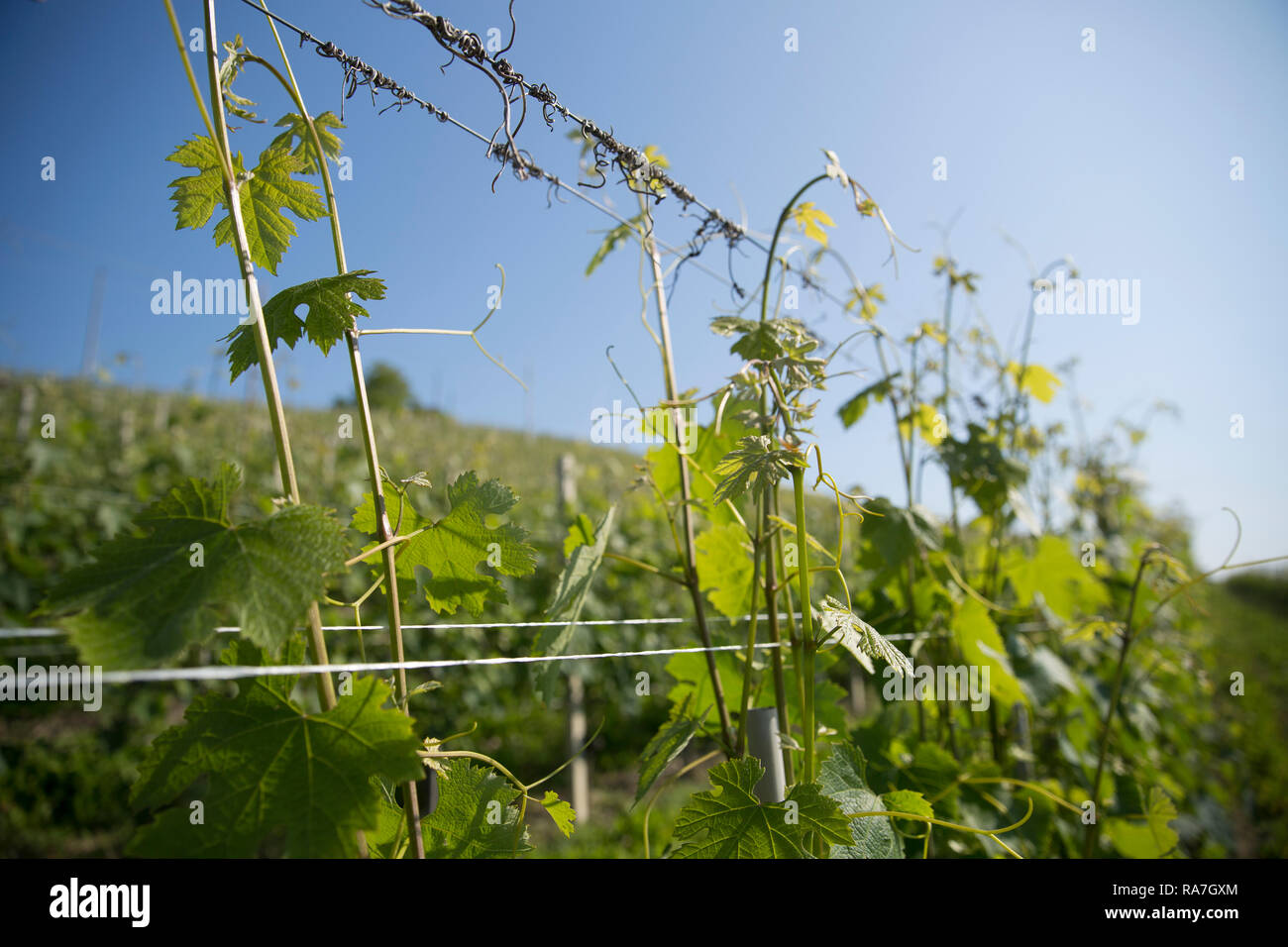 Un primo piano vista orizzontale della parte superiore di vigneti che crescono in un vigneto in nord Italia Foto Stock