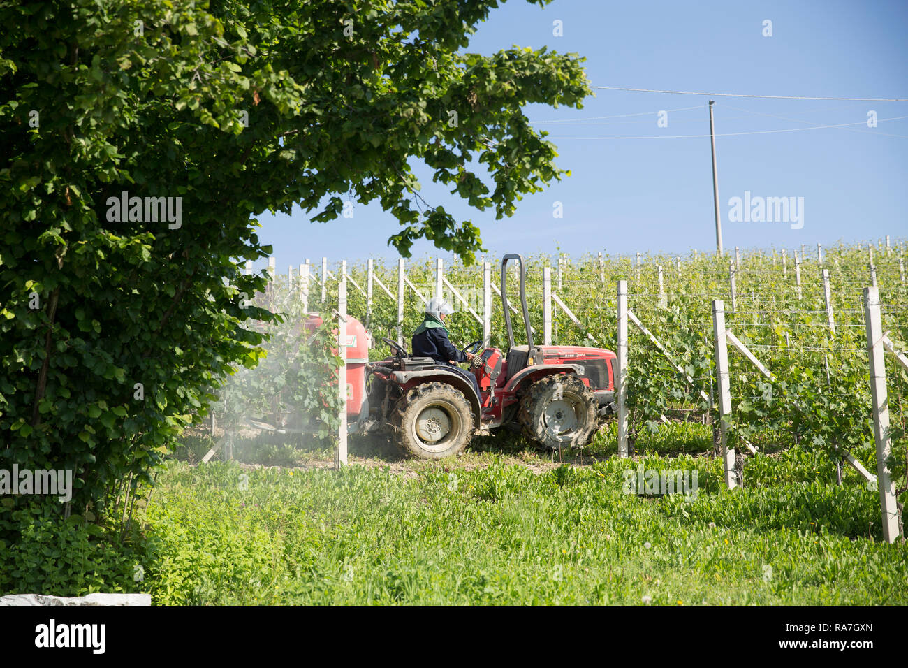 Un agricoltore alla guida di un trattore spruzza una sezione di vigne in un vigneto in nord Italia Foto Stock