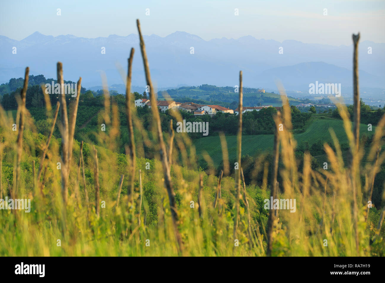 Il paesaggio di vigneti in Piemonte, regione dell'Italia Settentrionale, vicino a Barolo Foto Stock