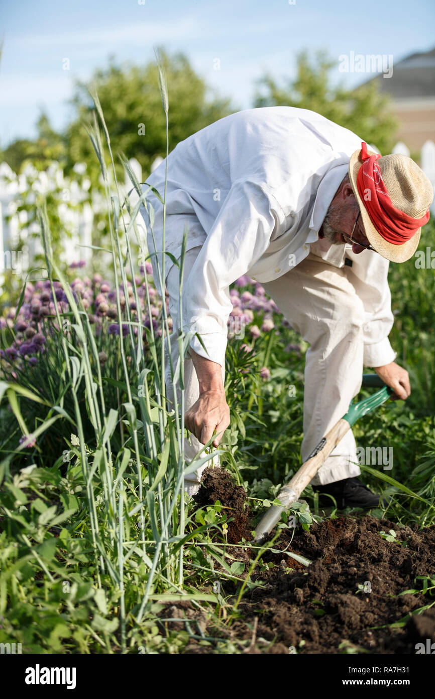 Un uomo vestito in tutto bianco e indossando un cappello da giardinaggio badili erbacce fuori della terra nel suo appezzamento ad una comunità giardino Foto Stock