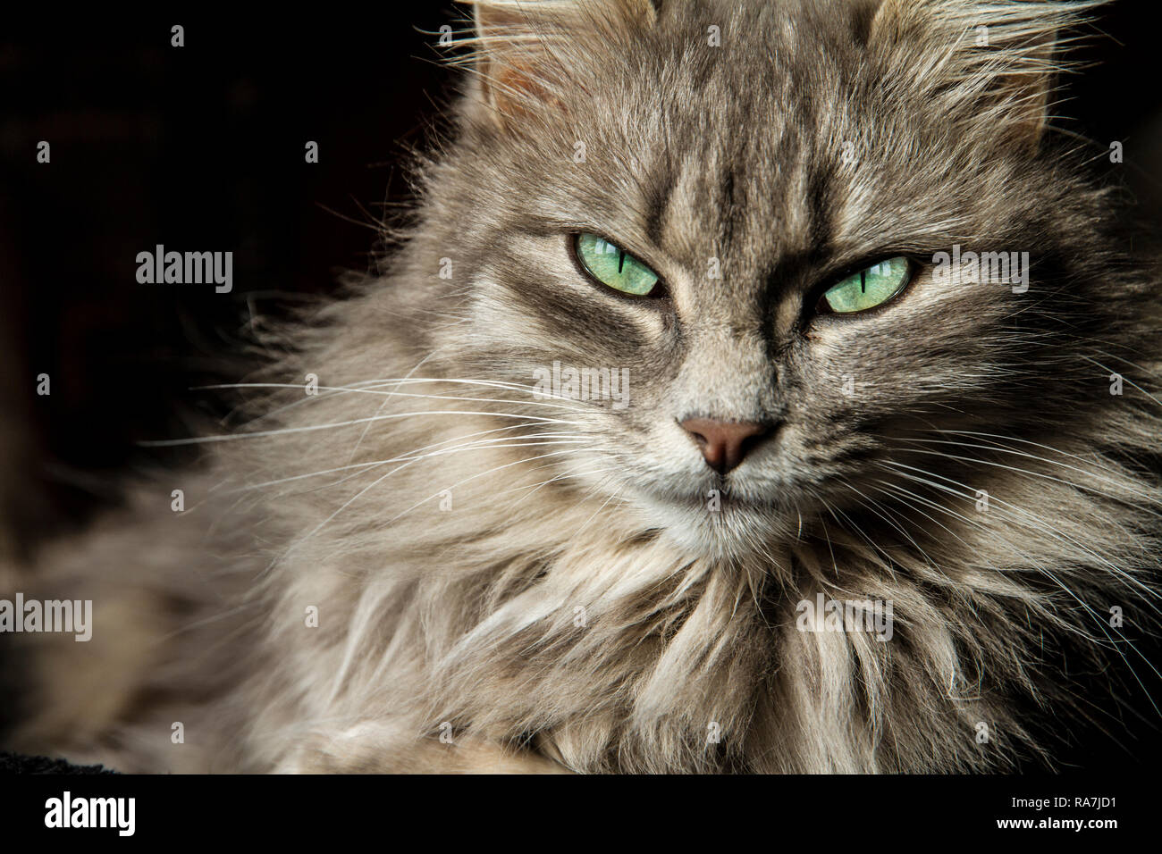 Bellissimo gatto persiano con lunghi capelli grigi ti guarda con gli occhi  di un magico verde profondo Foto stock - Alamy