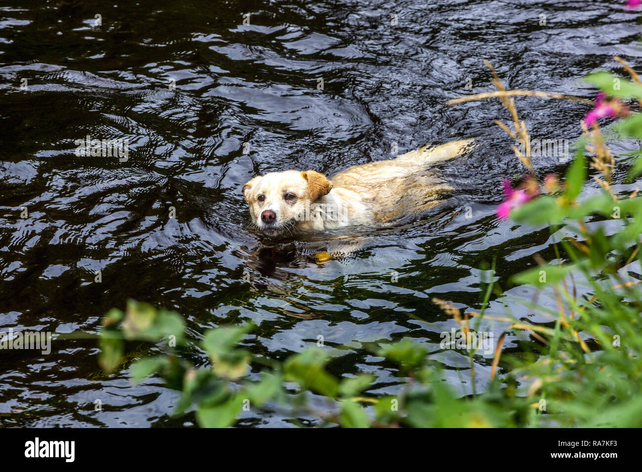 Fiume per cani galleggianti, fiume per nuotare con cani, estate per cani acquatici Foto Stock
