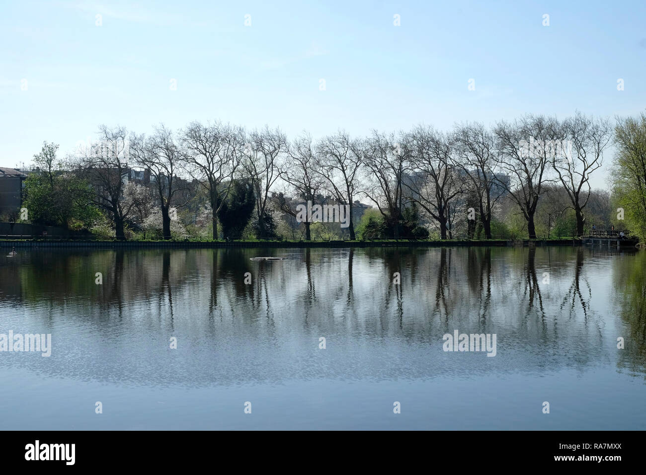 La riflessione di alberi in un stagno, Hampstead Heath, Londra Foto Stock