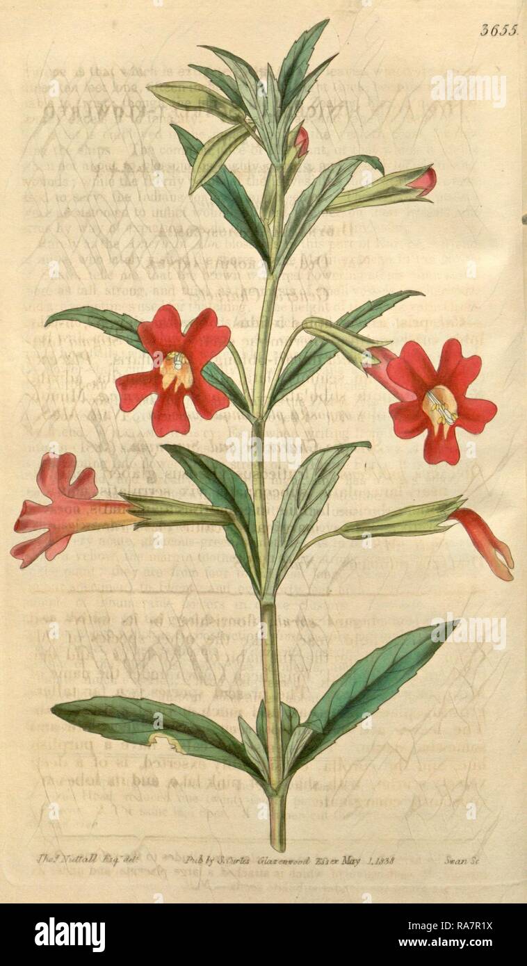 Stampa botanica da Thomas Nuttall, 1786 - 1859, un inglese un botanico e zoologo che ha vissuto e lavorato in America reinventato Foto Stock