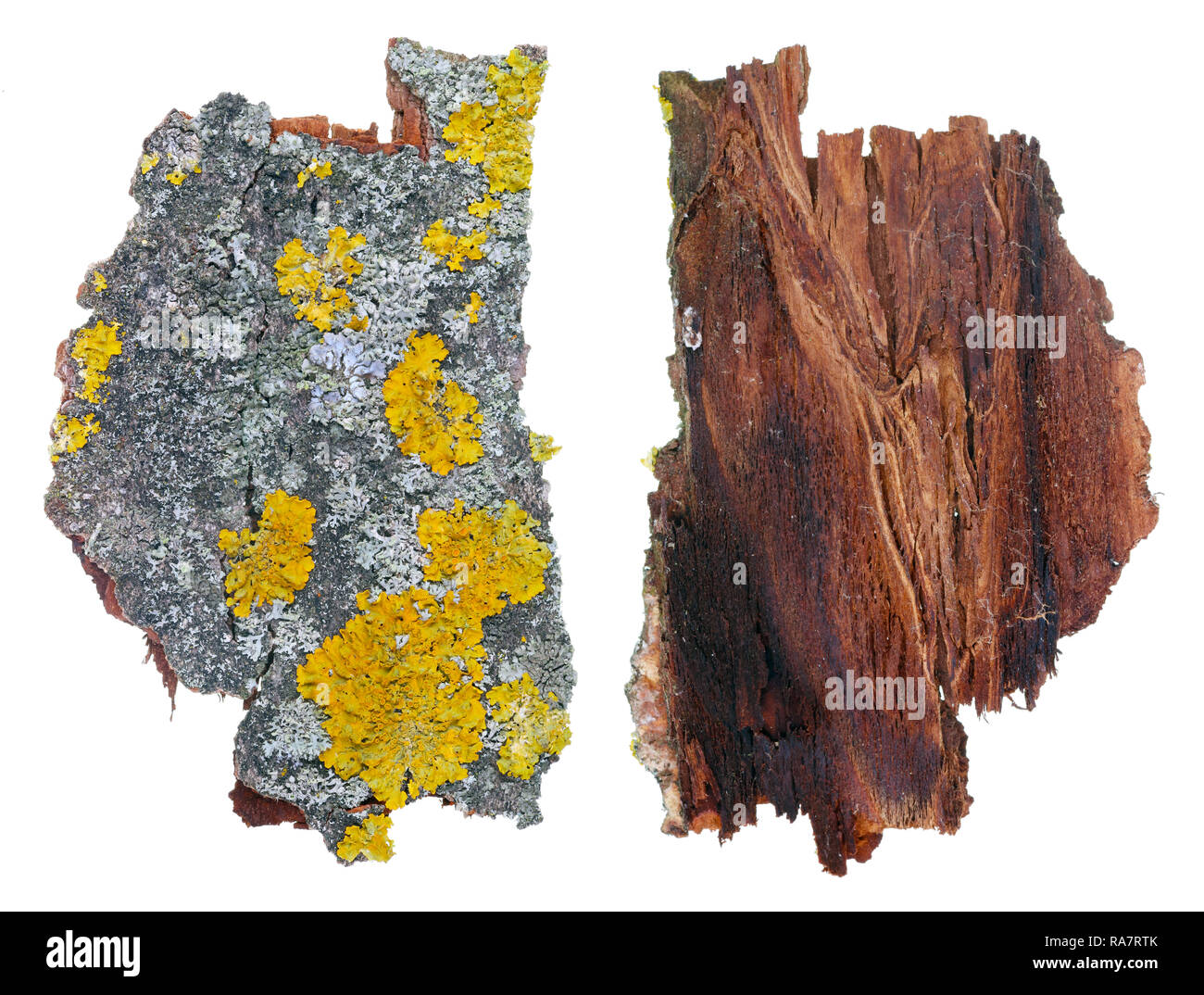 Frammento di naturale della foresta europea grigio e giallo muschi e licheni impianto su aspen di corteccia di albero. Isolato su bianco studio shot macro Foto Stock