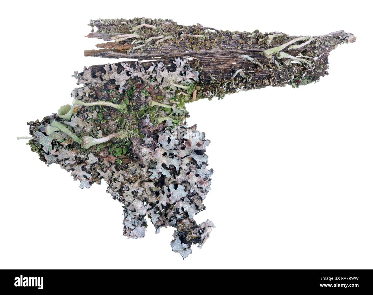 Frammento di naturale della foresta europea blue moss lichen piante di pino sulla corteccia di albero. Ione Isolato bianco macro studio shot Foto Stock