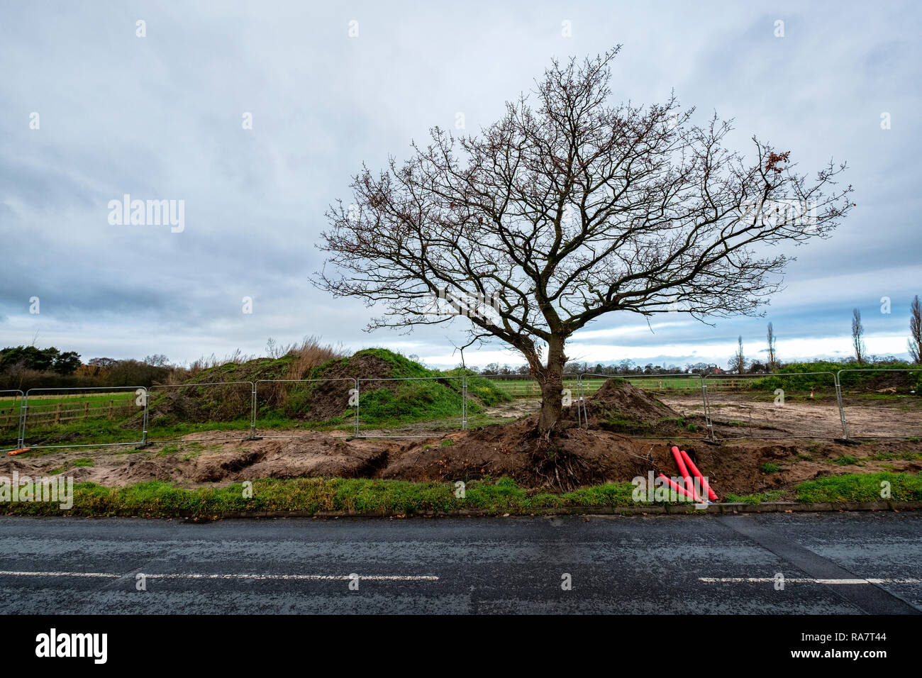 Lottando albero che mostra le radici esposte, che ha da fare la strada per il nuovo edificio sito nel Cheshire Regno Unito Foto Stock
