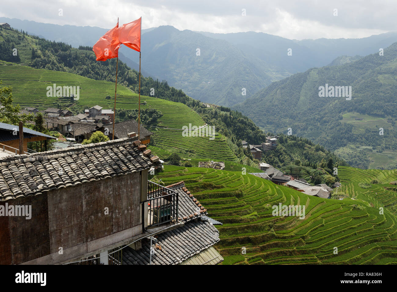 Guilin terrazze di riso in fioritura, Cina Foto Stock