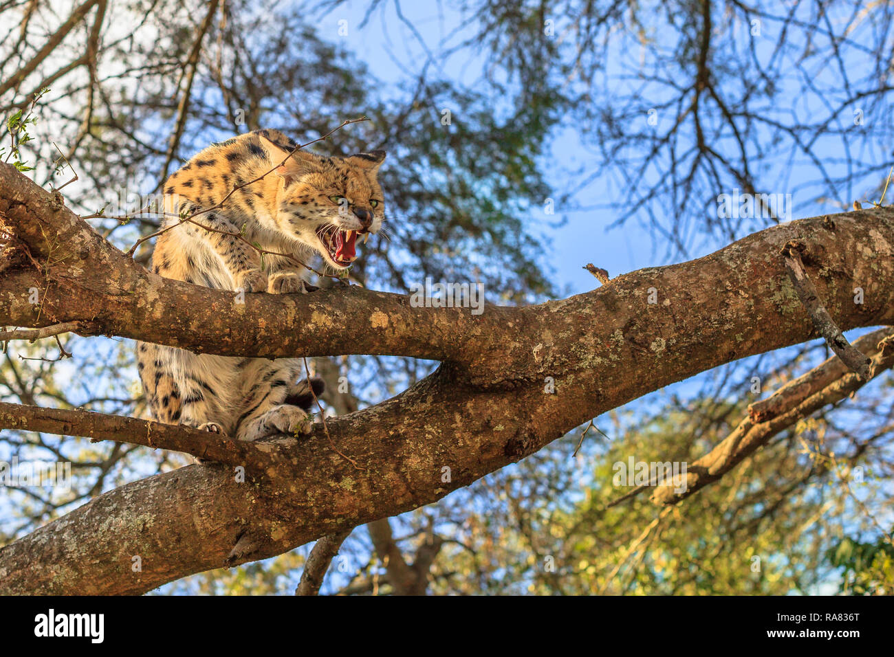 Un aggressivo Serval, nome scientifico Leptailurus serval, con la sua bocca aperta su un albero in natura. Il Serval è un macchiato il gatto selvatico nativa per l'Africa. Foto Stock