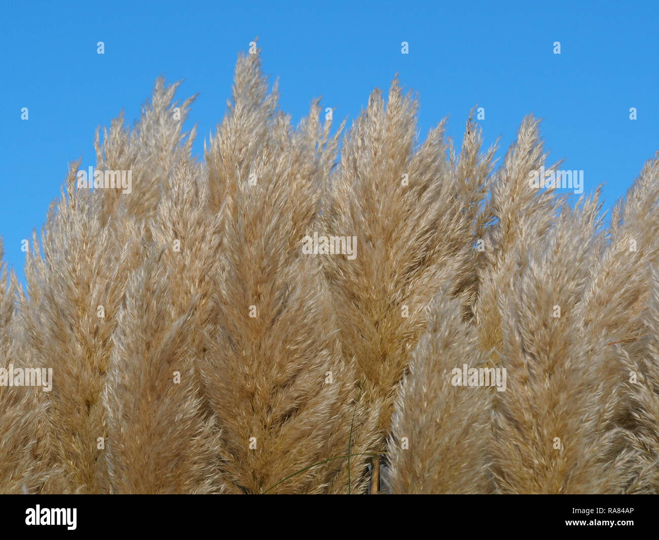 Feathery luce colorata pampa sementi da prato capi contro un cielo blu chiaro Foto Stock