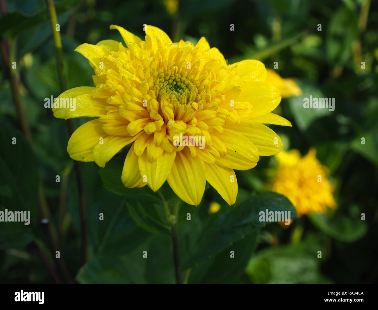 Primo piano di un giallo Helianthus fiore, varietà " Happy Days' Foto Stock