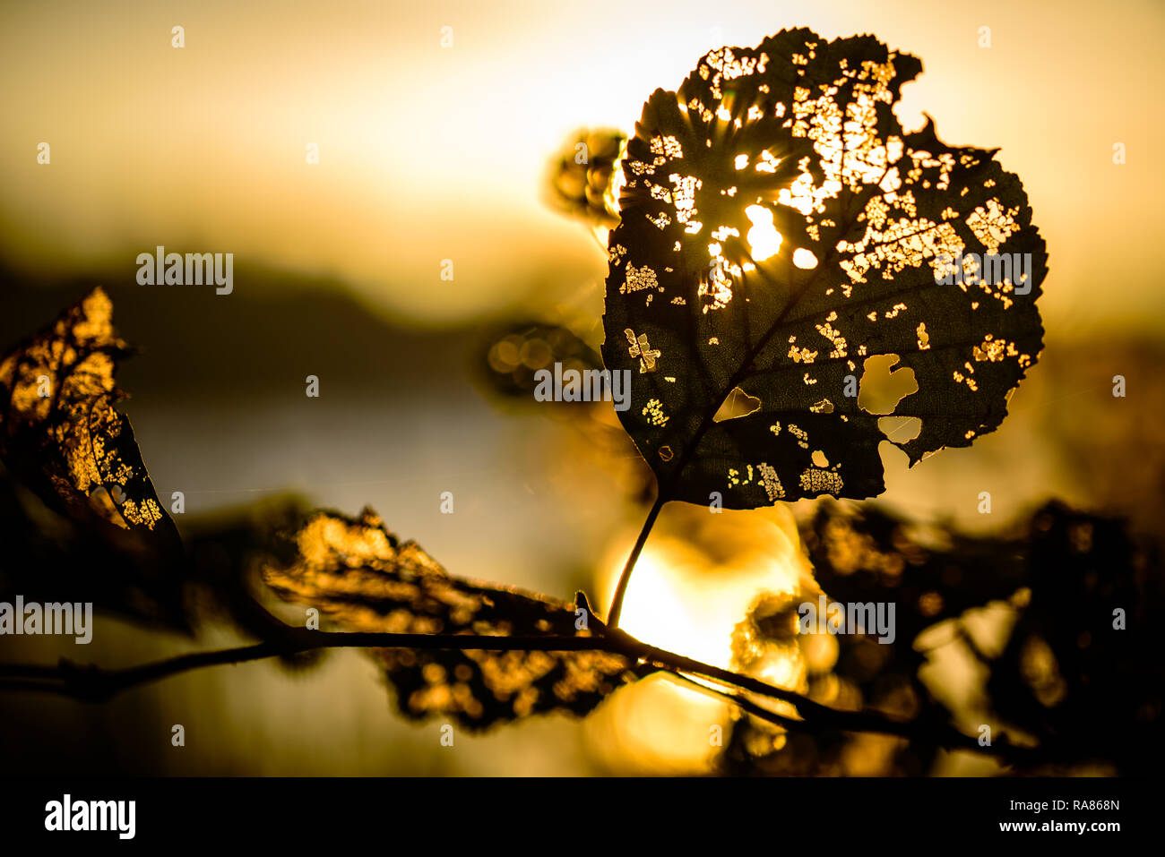 Golden Sun splende attraverso l amore a forma di cuore in foglie di autunno Foto Stock