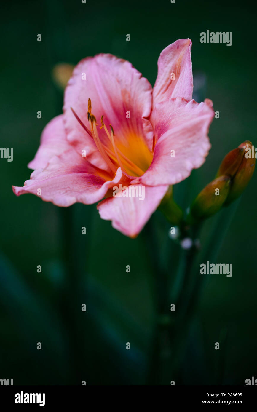 Close up di rosa fiori estivi Foto Stock