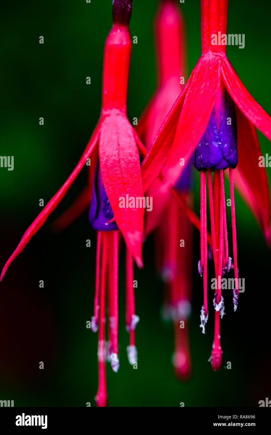 Close up di rosa fiori estivi Foto Stock