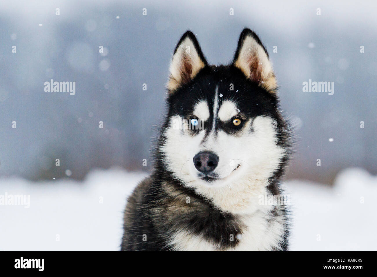 Husky con occhi colorati Foto Stock