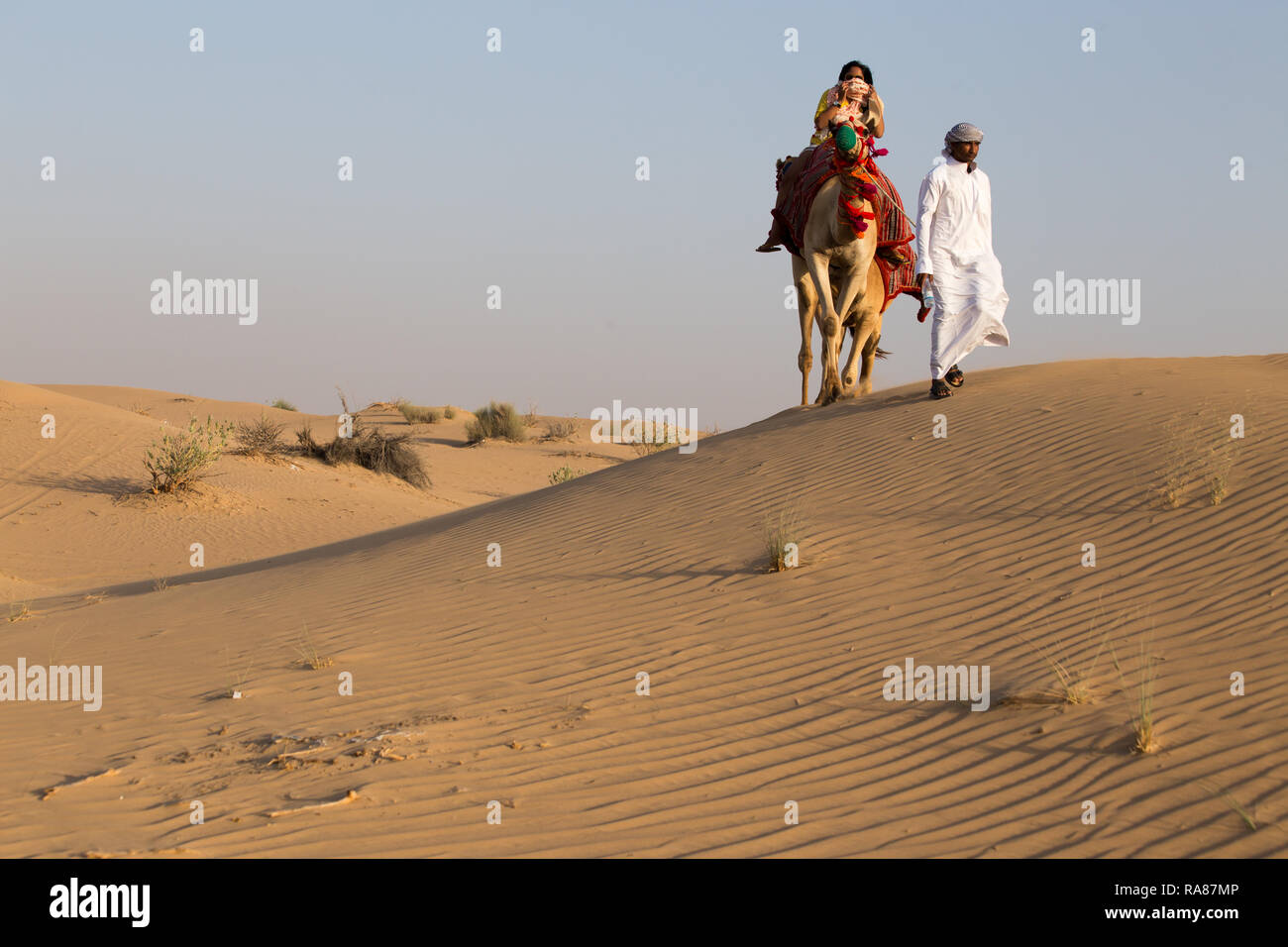 Safari a dorso di cammello nel deserto fuori Dubai, negli Emirati Arabi Uniti Foto Stock