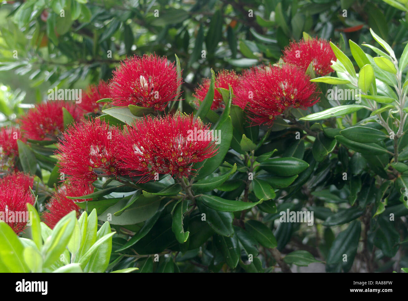 Fiori del pahoutakawa o Nuova Zelanda albero di Natale, Metrosideros excelsa Foto Stock