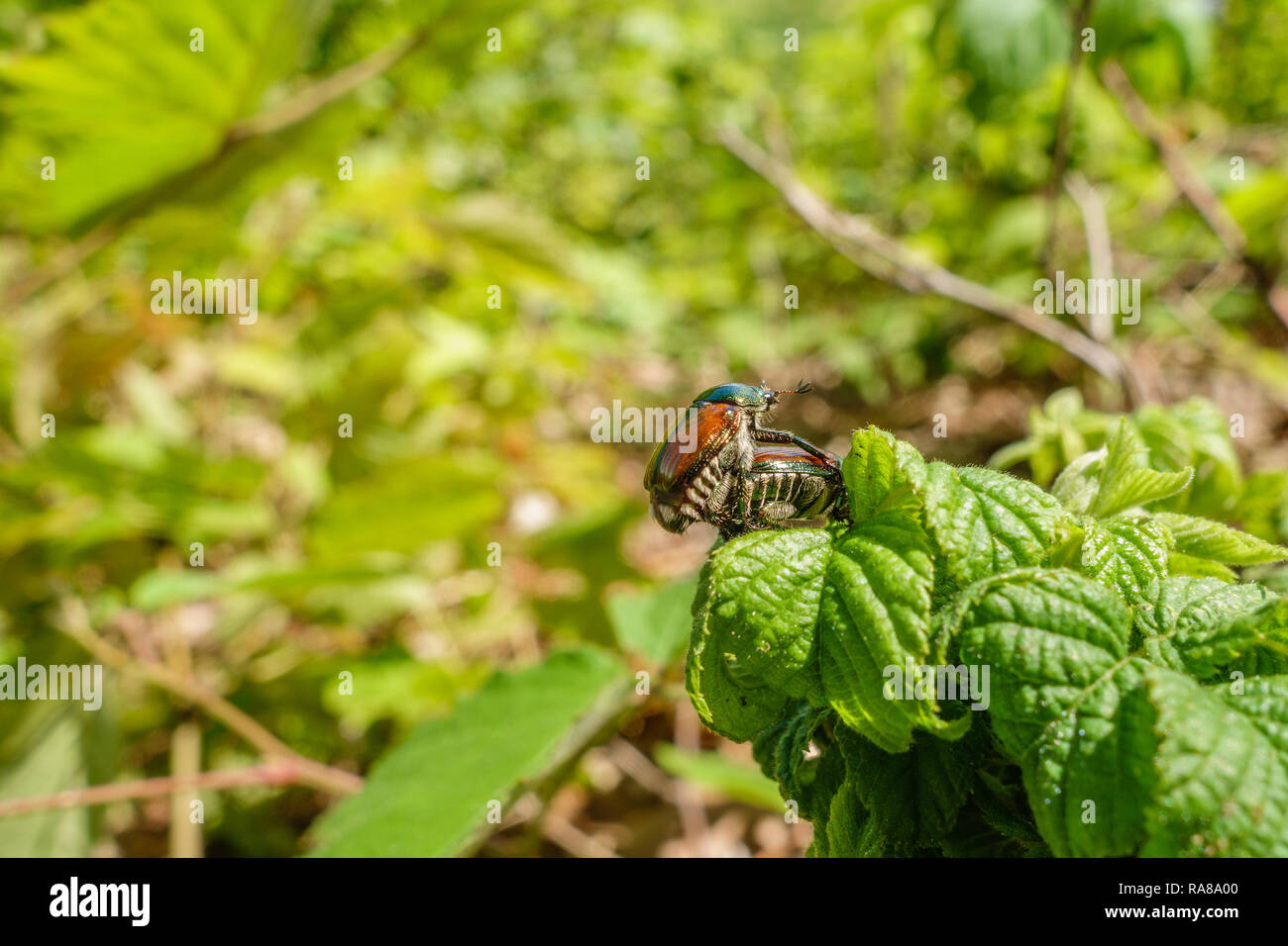 Chiusura del coleottero giapponese insetti coniugata contro uno sfondo di colore verde brillante foglie Foto Stock