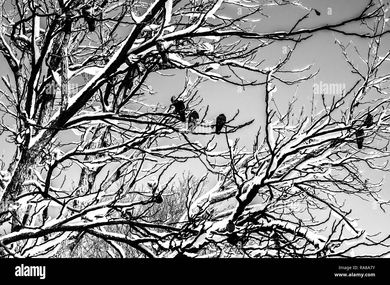 Uccelli in inverno. L'uccello è stato seduto su un ramo di albero. Foto in bianco e nero. Foto Stock