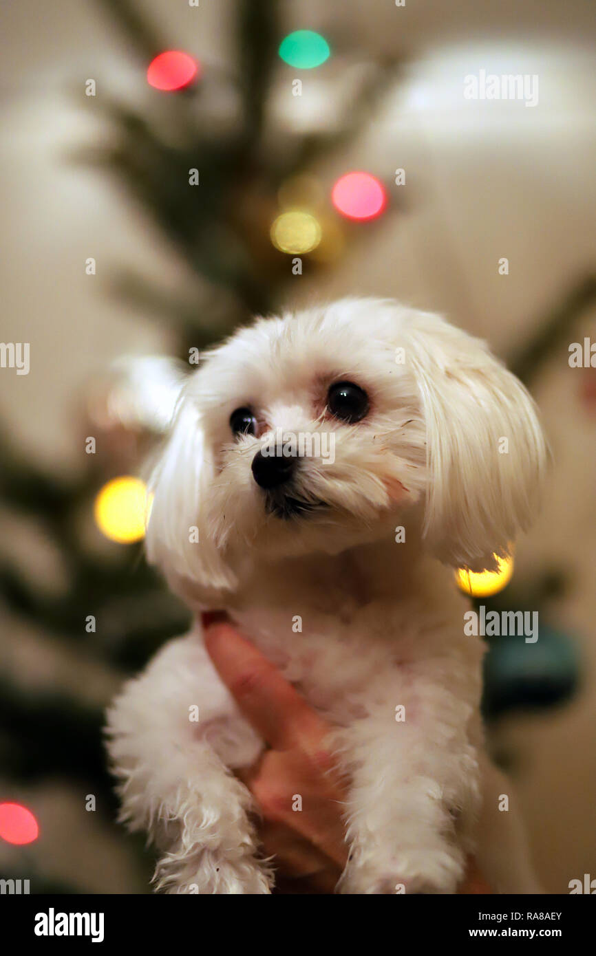Immagini Tenere Di Natale.Il Maltese Cane Ritratto Di Natale Bellissima Femmina Maltese Cucciolo Di Cane Ritratto Contro Le Luci