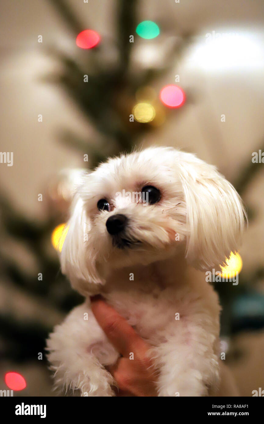 Immagini Tenere Di Natale.Il Maltese Cane Ritratto Di Natale Bellissima Femmina Maltese Cucciolo Di Cane Ritratto Contro Le Luci