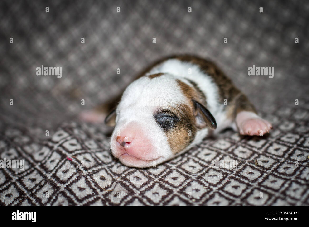 Ritratto di un cucciolo neonato di 3 giorni Pit Bull Foto Stock