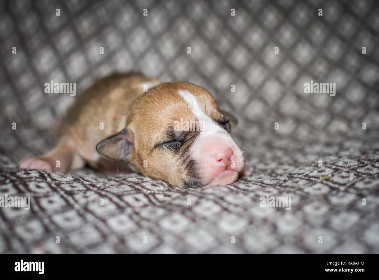 Ritratto di un cucciolo neonato di 3 giorni Pit Bull Foto Stock