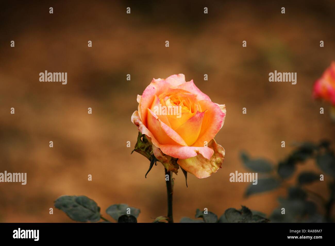 Rosa con blur sullo sfondo Foto Stock