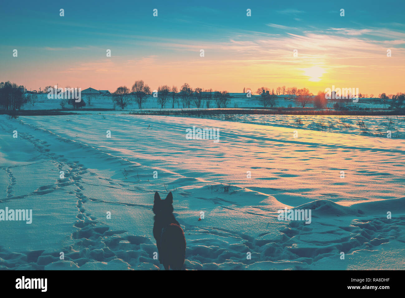 In inverno la neve paesaggi. Il cane è di guardare il tramonto su una coperta di neve campo Foto Stock