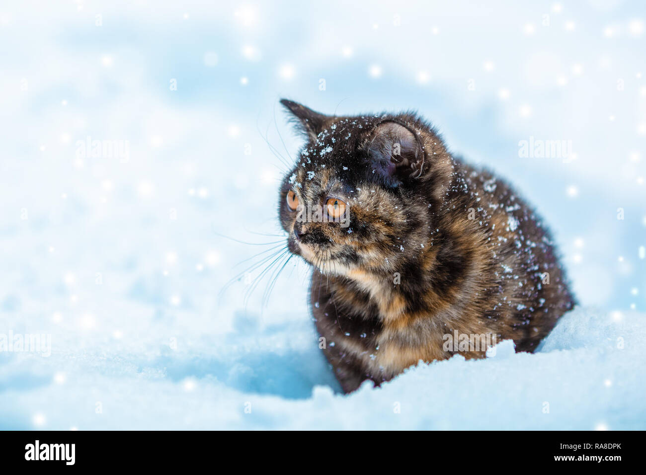 Piccola tartaruga gattino seduto sulla neve in inverno Foto Stock