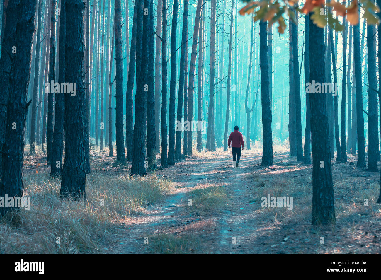 Un uomo cammina nelle prime ore del mattino lungo una strada forestale Foto Stock