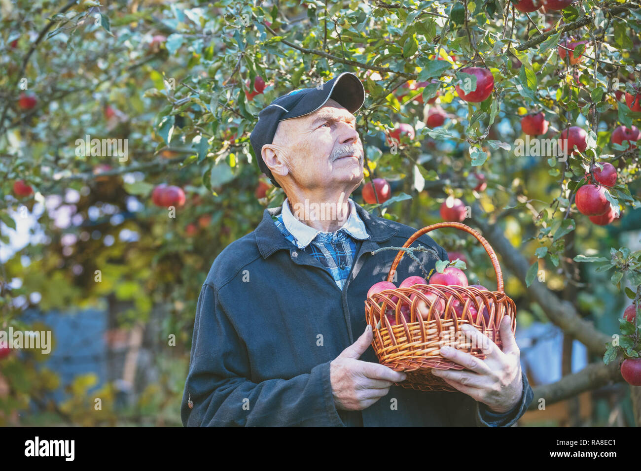 Uomo anziano la raccolta delle mele nel frutteto Foto Stock