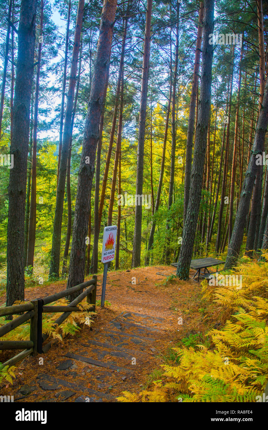 Pineta in autunno. Sierra del Rincon Riserva della Biosfera, provincia di Madrid, Spagna. Foto Stock