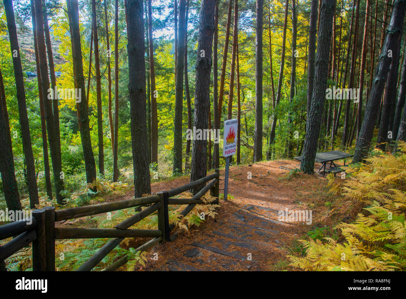 Pineta in autunno. Sierra del Rincon Riserva della Biosfera, provincia di Madrid, Spagna. Foto Stock