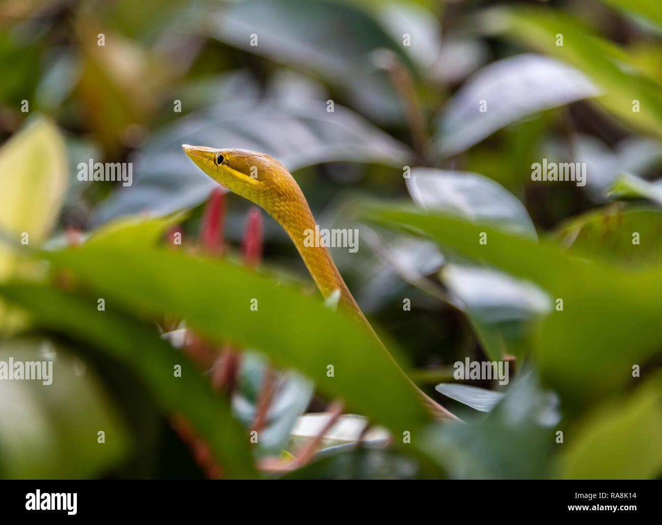 Raro verde e marrone Vine serpente trovato in Roatan, Honduras Foto Stock