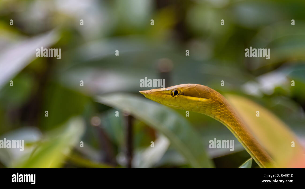 Raro verde e marrone Vine serpente trovato in Roatan, Honduras Foto Stock