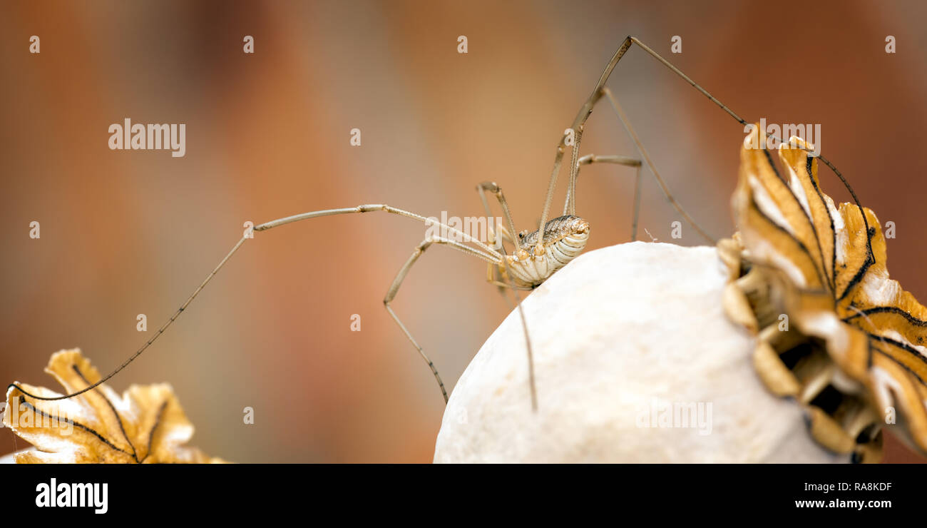 Questo harvestman è stata fotografata in un giardino su un seme di papavero lolla. Harvestman sono la terza più grande ordine degli aracnidi ma non sono veri ragni. Foto Stock