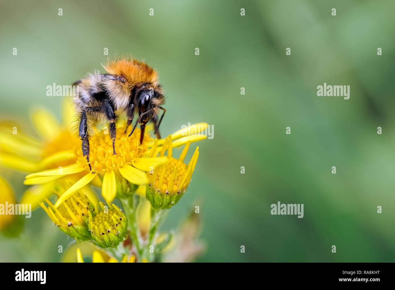 Si tratta di un immagine di un maschio di carda a Bumblebee. Bombus pascuorum alimentazione su un'erba tossica. La carda nido di api sulla parte superiore della massa in prati e pascoli. Foto Stock