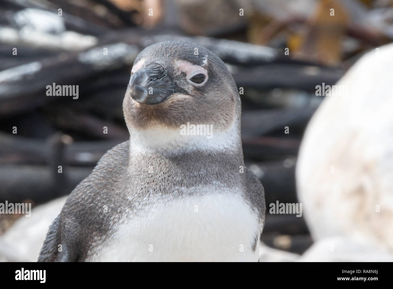Pinguino africano (Spheniscus demersus) Foto Stock