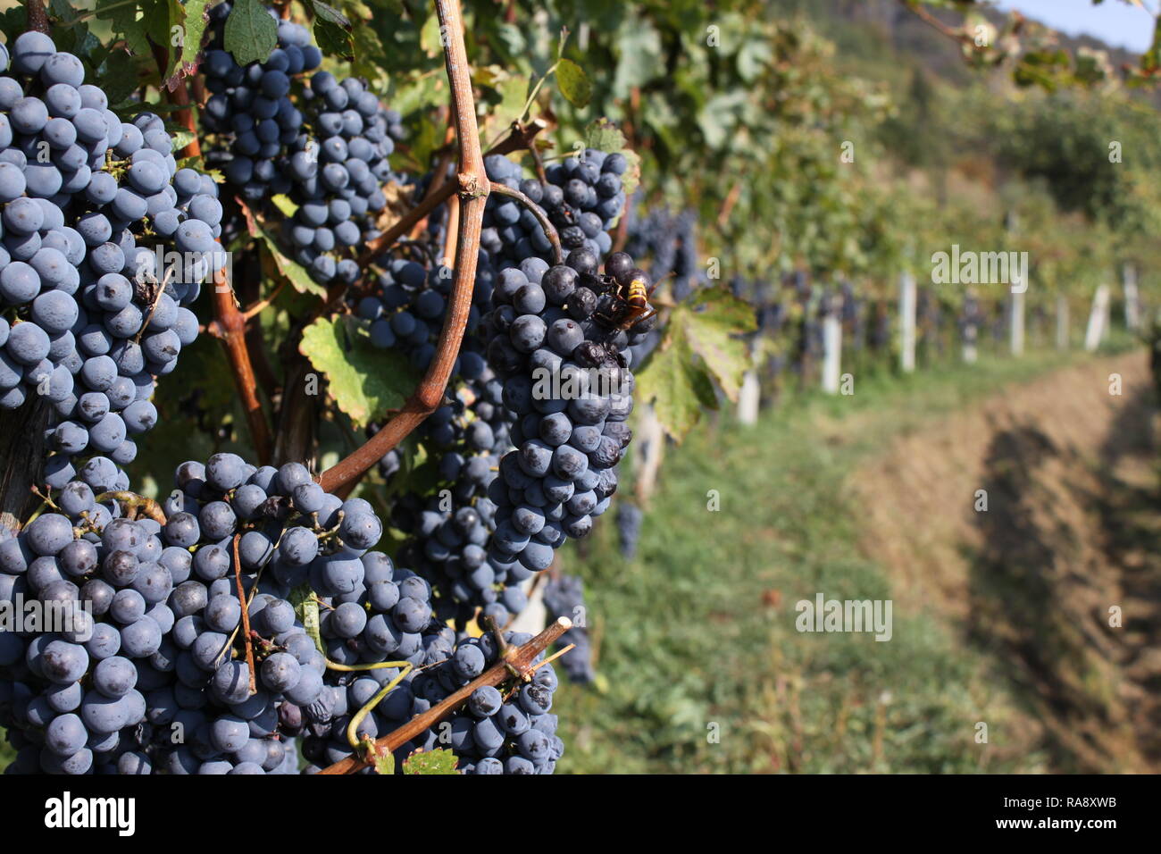 Mature uve Cabernet Foto Stock