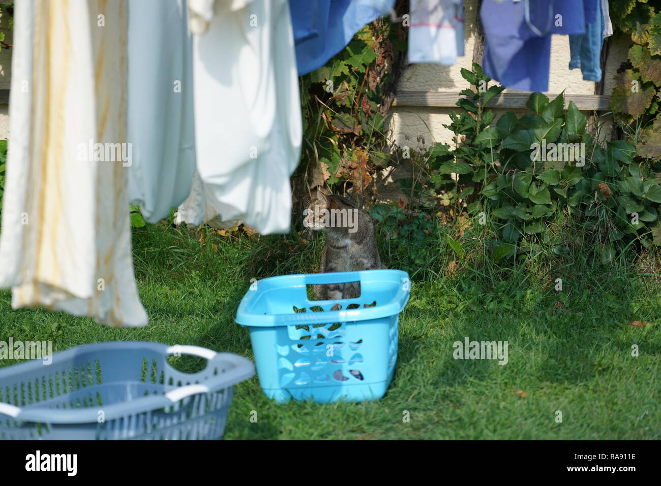 Grigio European Shorthair gatto in giardino a giocare, pulizia e facendo la biancheria fresca Foto Stock