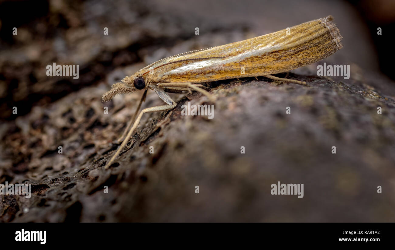 Immagine di un micro moth spesso visibili nei giardini e denominato la comune erba-impiallacciatura, visto qui in appoggio e mimetizzata contro i suoi dintorni. Foto Stock