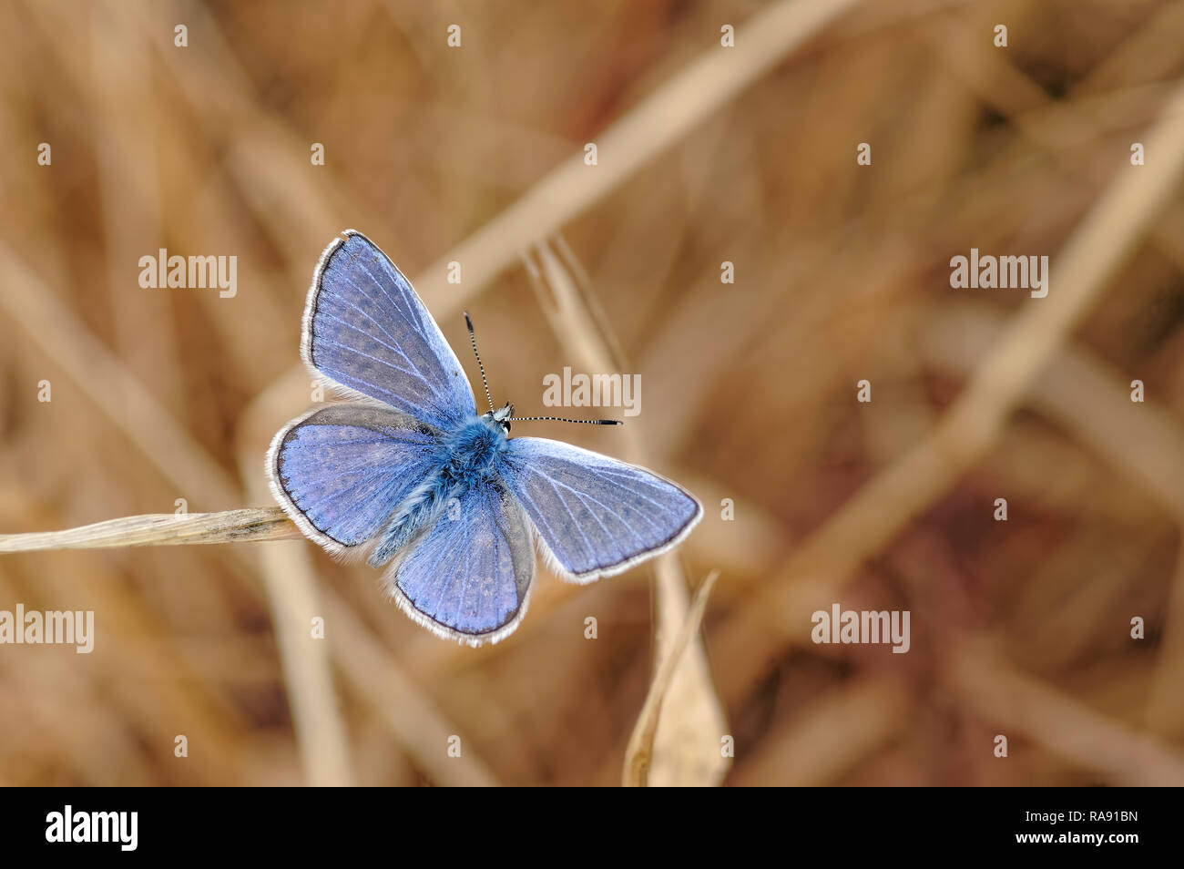 Questo è il comune Blue Butterfly, Polyommatus icarus. Come il nome suggerisce si tratta di uno dei più comuni farfalle NEL REGNO UNITO. Foto Stock