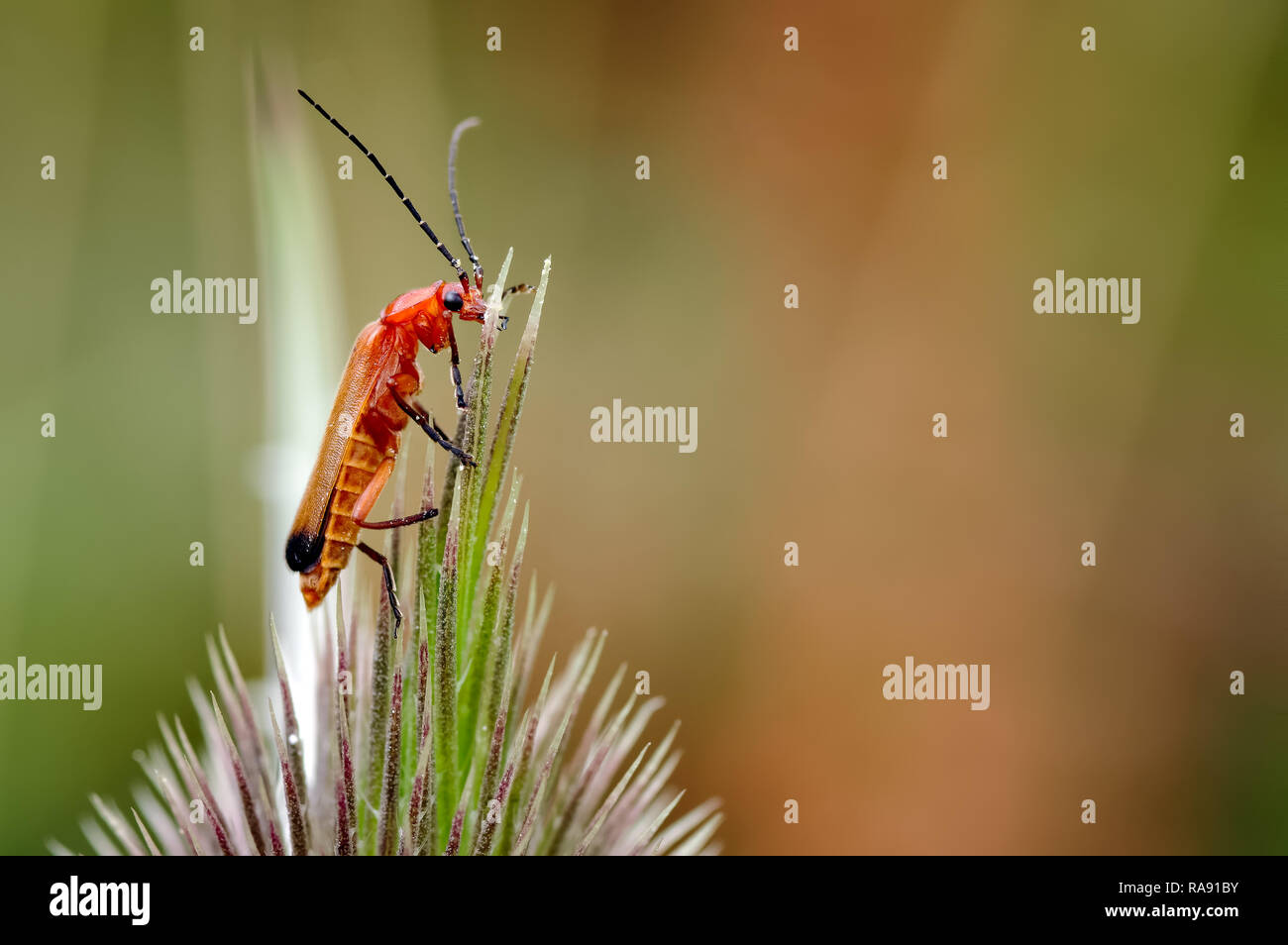 Questo è il comune soldato rosso beetle (Rhagonycha fulva). Simile a qualche altro soldato beetle in apparenza tutti sono noti anche come leatherwings. Foto Stock