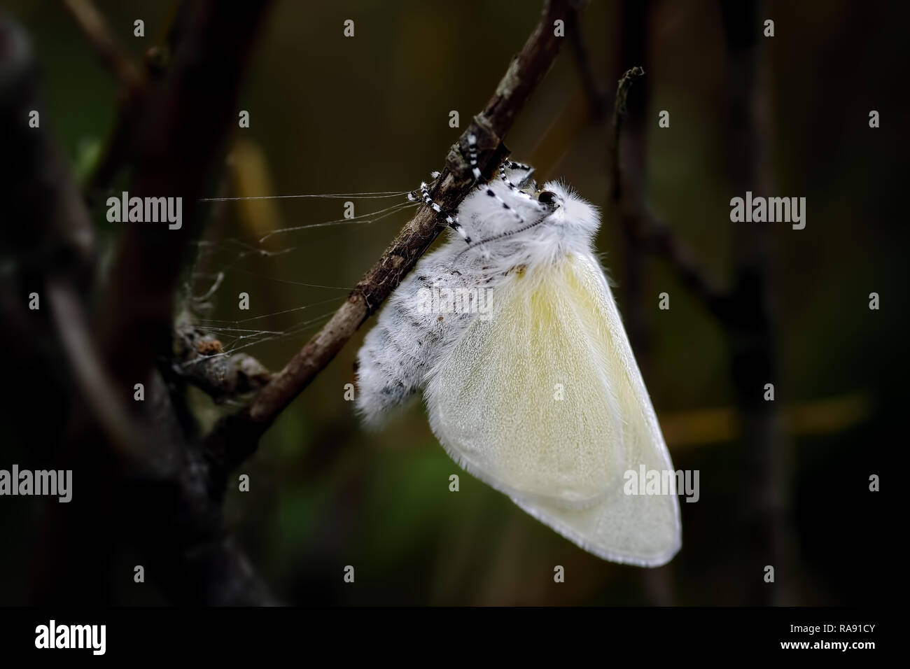 Appena emerso femmina bianca satinata per la Tignola è appeso a testa in giù per asciugare le sue ali sul salice nano a Ainsdale natura locale riserva sulla costa di Sefton. Foto Stock